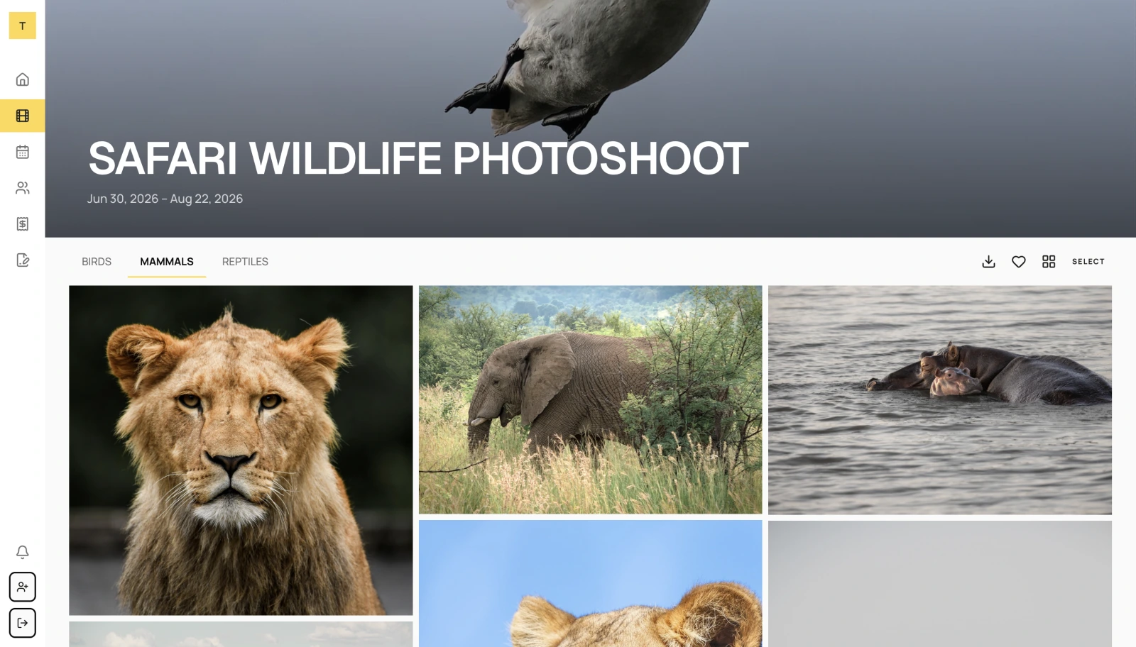 A client portal gallery for a wildlife photoshoot, with images grouped into Birds, Mammals, and Reptiles tabs.